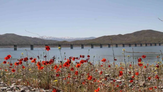 Elazığ'da gelinciklerin görsel şöleni