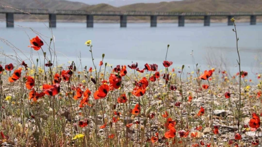 Elazığ'da gelinciklerin görsel şöleni