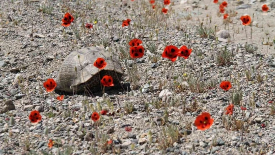 Elazığ'da gelinciklerin görsel şöleni