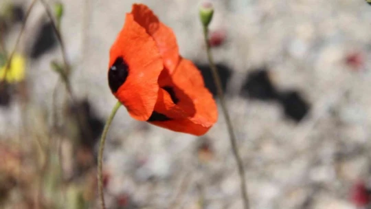 Elazığ'da gelinciklerin görsel şöleni