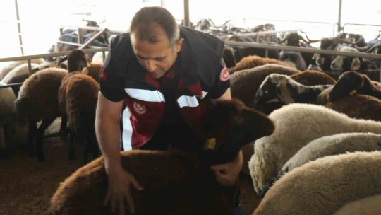 Elazığ'da Hayvan satış yerleri denetlendi