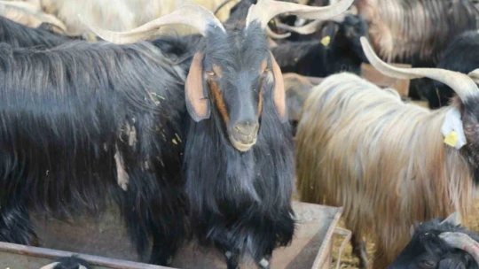 Elazığ'da Hayvan satış yerleri denetlendi