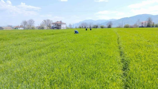 Elazığ'da hububat alanlarında çalışmalar sürüyor