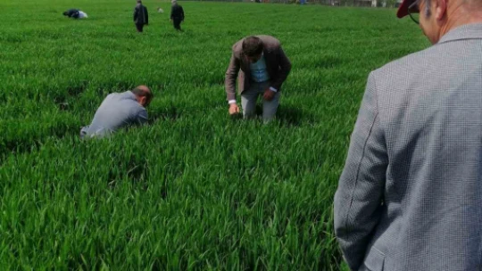 Elazığ'da hububat alanlarında süne incelemesi yapıldı