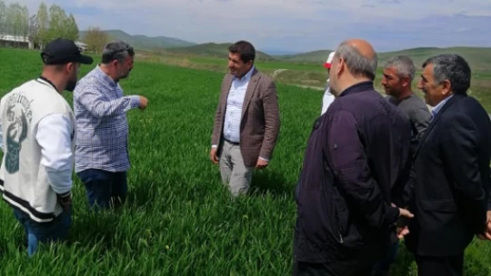 Elazığ'da hububat alanlarında süne incelemesi yapıldı