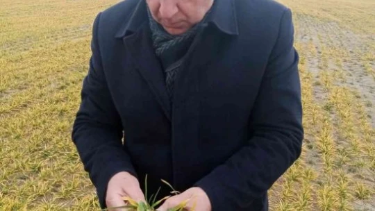 Elazığ'da hububat ve meyve ağaçlarında fenolojik gözlem çalışması yapıldı