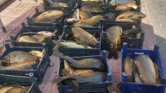 Elazığ'da ilk 6 ayda, 10 ton kaçak balık ele geçirildi