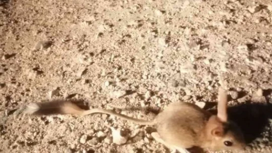 Elazığ'da IUCN'nin 'kırmızı' listesinde bulunan Arap tavşanı görüntülendi