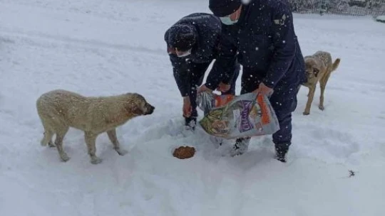 Elazığ'da jandarma ekiplerinden yürekleri ısıtan hareket: Sokak hayvanlarını elleri ile beslediler