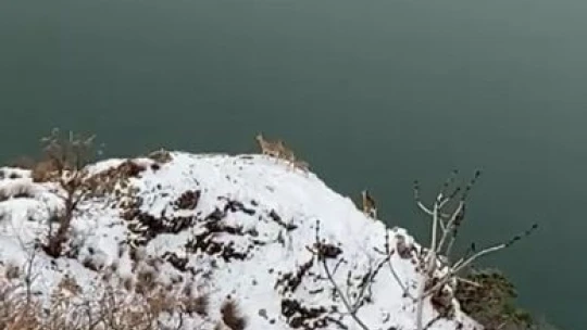 Elazığ'da jandarma, yaban hayatı için doğaya yem bıraktı
