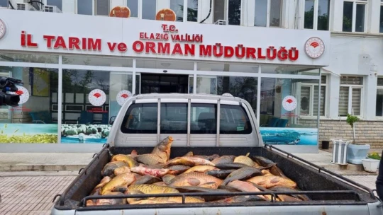 Elazığ'da kaçak avlanan 500 kilogram balık yakalandı