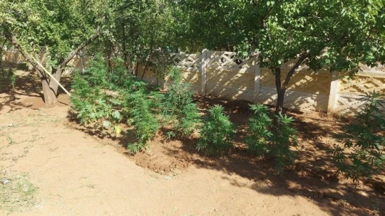 Elazığ'da kaçak kenevir eken şüpheli yakalandı