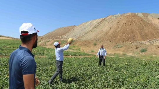 Kavun rekoltesi yüzleri güldürdü