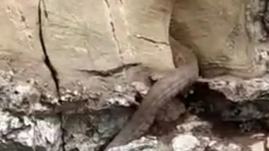Elazığ'da kayalıklar arasında görülen 2 metrelik yılan korkuttu