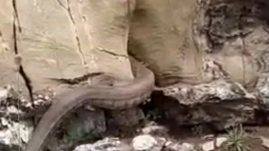 Elazığ'da kayalıklar arasında görülen 2 metrelik yılan korkuttu