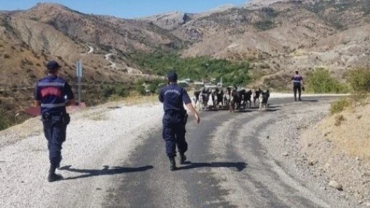 Elazığ'da kaybolan keçiler jandarmanın drone desteği ile bulundu