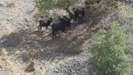 Elazığ'da kaybolan keçiler jandarmanın drone desteği ile bulundu