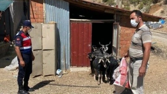 Elazığ'da kaybolan keçiler jandarmanın drone desteği ile bulundu