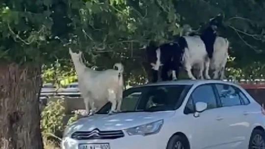 Elazığ'da keçiler otomobilin üzerine çıkarak yaprak yedi
