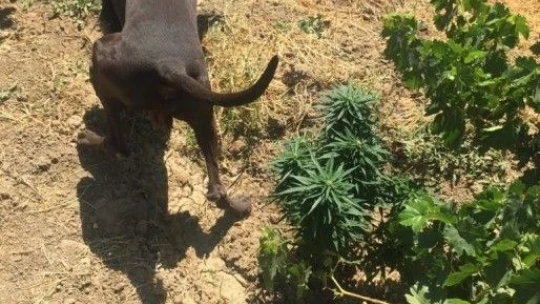 Elazığ'da kenevir eken şüpheli yakalandı