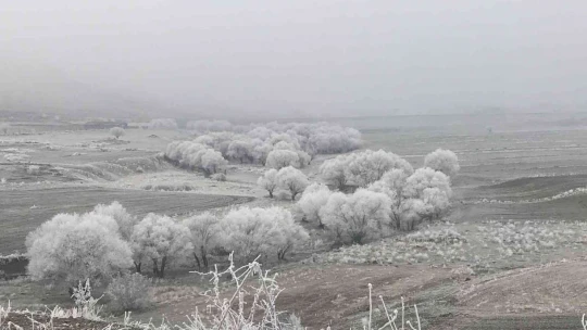 Elazığ'da kırağı ağaçları beyaza bürüdü