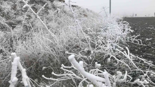 Elazığ'da kırağı ağaçları beyaza bürüdü