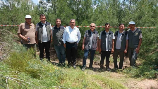 Elazığ'da kızılçam ormanlarında sıklık bakım çalışması yapıldı
