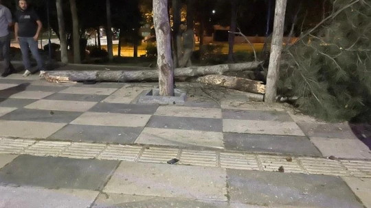 Kontrolden çıkan otomobil ağacı devirdi: 3 yaralı