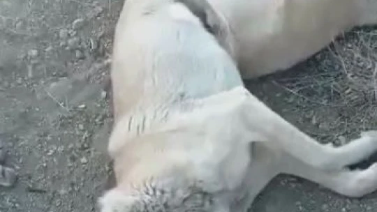 Elazığ'da köpek katliamı: 10 köpek zehirlendi