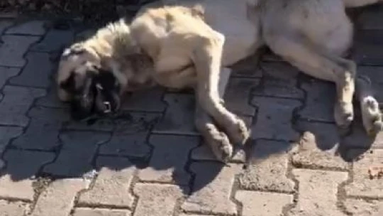 Elazığ'da köpek katliamı: 10 köpek zehirlendi