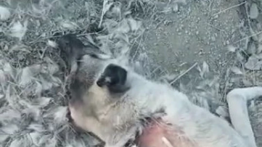 Elazığ'da köpek katliamı: 10 köpek zehirlendi