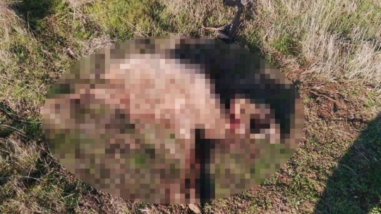 Elazığ'da köpeklerin saldırısına uğrayan 4 koyun telef oldu