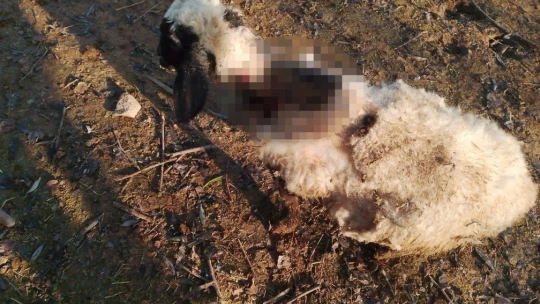 Elazığ'da köpeklerin saldırısına uğrayan 4 koyun telef oldu