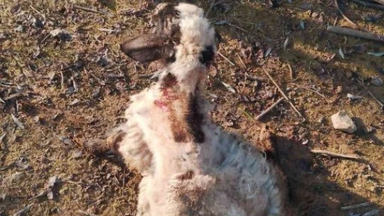 Elazığ'da köpeklerin saldırısına uğrayan 4 koyun telef oldu