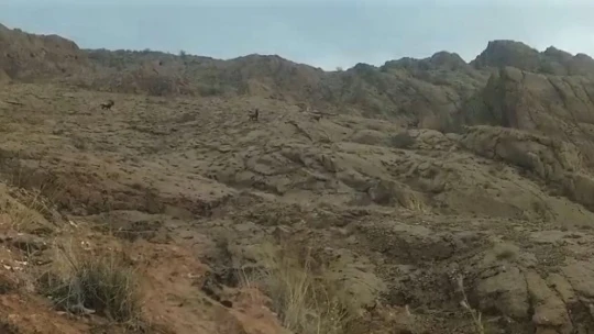 Elazığ'da koruma altındaki dağ keçileri sürü halinde görüntülendi