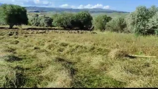 Elazığ'da köylülerin ot biçme mesaisi başladı