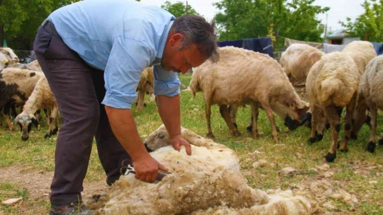 Elazığ'da koyun kırkma mesaisi başladı
