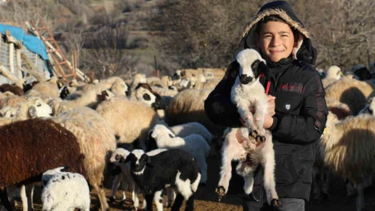 Elazığ'da koyun ve kuzuların renkli buluşması