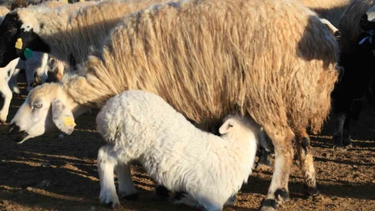 Elazığ'da koyun ve kuzuların renkli buluşması