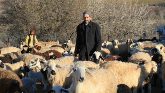 Elazığ'da koyun ve kuzuların renkli buluşması