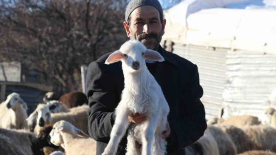 Elazığ'da koyun ve kuzuların renkli buluşması