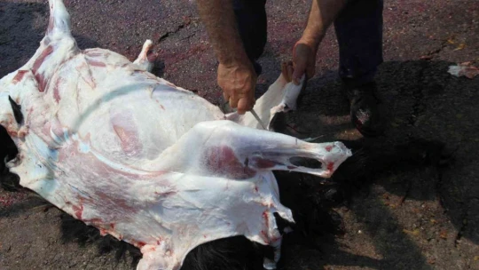Elazığ'da kurban kesimi ikinci gününde de devam etti