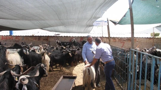 Elazığ'da kurbanlık satışları devam ediyor