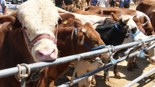 Elazığ'da kurbanlık satışları devam ediyor