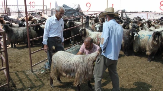 Elazığ'da kurbanlık satışları devam ediyor