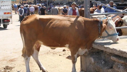 Elazığ'da kurbanlık satışları devam ediyor