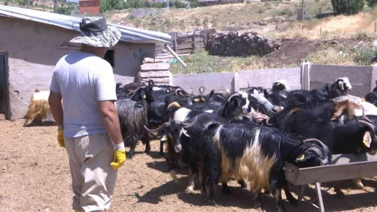 Elazığ'da kurbanlıklar görücüye çıktı: Fiyatlar 2 bin 500 liradan başlıyor