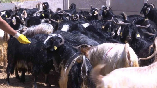 Elazığ'da kurbanlıklar görücüye çıktı: Fiyatlar 2 bin 500 liradan başlıyor