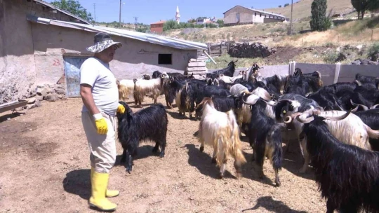 Elazığ'da kurbanlıklar görücüye çıktı: Fiyatlar 2 bin 500 liradan başlıyor