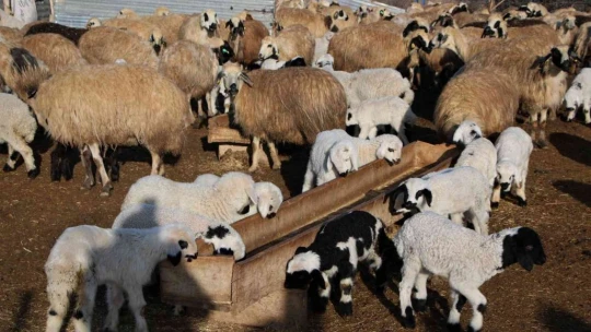 Elazığ'da kuzuların anneleriyle muhteşem buluşması